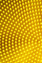 Abstract yellow color background.