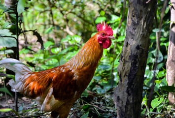 A male chicken also known as rooster scared and looking at the camera in the jungle. A cockerel or domestic cock searching for food in the back yard.