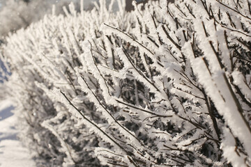 .Frost on the branches