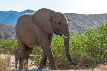 Fototapeta premium Closeup of an African Desert Elephant - Loxodonta Africana- wandering in the desert in North Western Namibia.