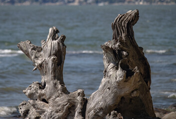 Nature's artistic statues, of natural wood in the ocean.