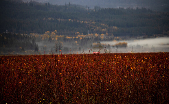 A sea of red, the crops are growing working so hard just to be harvested in the summer.