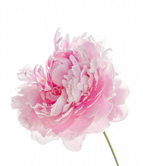 pink peony on the white background
