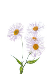 purple daisy on the whtie background