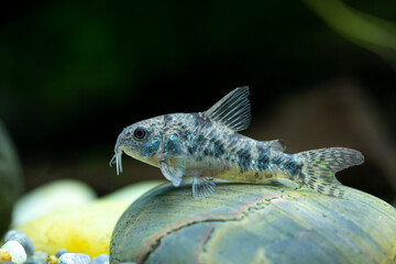 Corydoras paleatus -  Peppered Cory