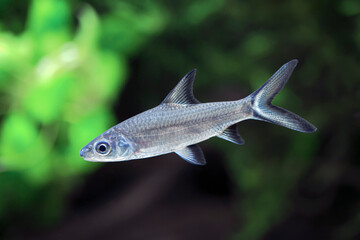 Silver Shark - Bala Shark - Balantiocheilos melanopterus