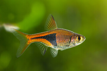 Harlequin rasbora - Trigonostigma heteromorpha