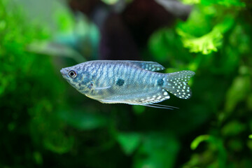 Three spot gourami - Trichopodus trichopterus
