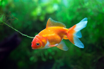 Red Fantail Goldfish - Carassius auratus