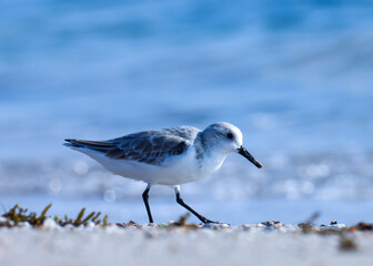 Sanderling on the beach. Calidris alba. The sanderling is a small wading bird.