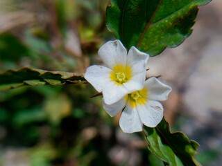 flower petals from wild plants