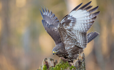 Common Buzzard  - Buteo buteo - in autumn at a wet forest
