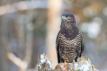 Common Buzzard - Buteo buteo - in winter at a wet forest