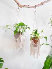 Two cottons plant hangers are hanging  from a wooden stick.