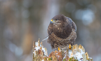 Common Buzzard - Buteo buteo - in winter at a wet forest