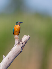 Common Kingfisher - Alcedo atthis - at a wetland in summer