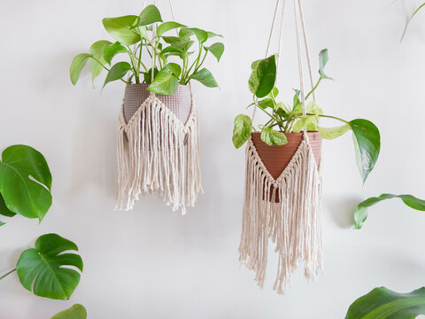 Two cottons plant hangers are hanging  from a wooden stick.