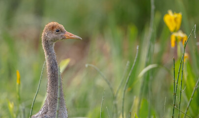 Fototapeta premium The common crane - Grus grus - juvenile bird at a wetland on the early summer morning fog