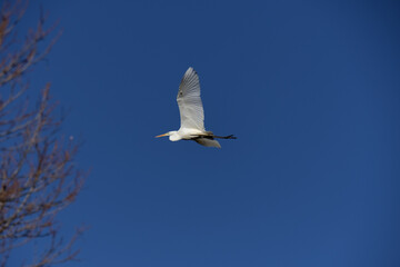 大きく羽を広げて飛ぶダイサギ