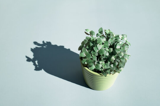 Little cute creeping plant callisia repens in the pot on light blue pastel background. Minimalist evergreen houseplant.