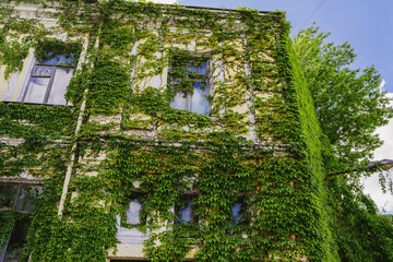 Fototapeta na wymiar A brick house with windows is entwined with green ivy.