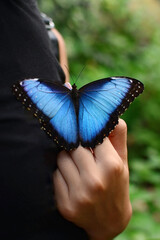 Beautiful Morpho butterfly on the hand