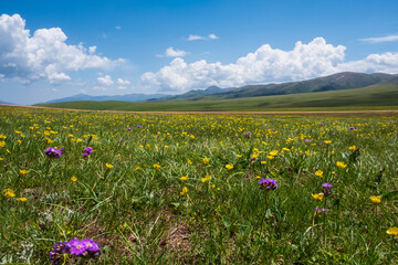 Beautiful blooming flowers with mountains and cloudy sky on background. Spring on Assy plateau.