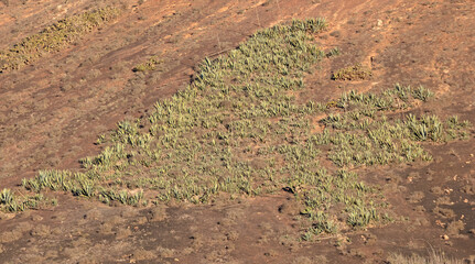 Group of cacti in the Lanzarote landscape