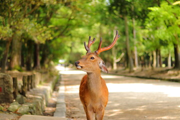 たれ耳で有名なオス鹿／奈良公園