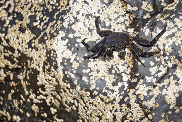 Moorish Crab or Red Crab (Grapsus adscensionis) on Lanzarote island