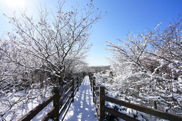 snowy forest and walkway