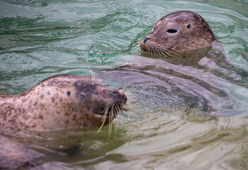 Fototapeta premium Two seal swim in water