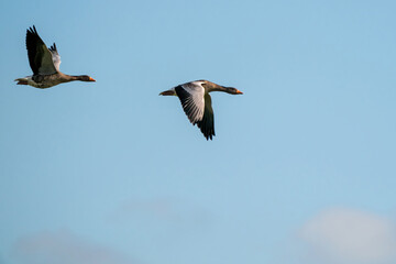Two detailed Geese flying in a beautiful blue sky. birds flying in the shape of. Animal themes, background, copy-space