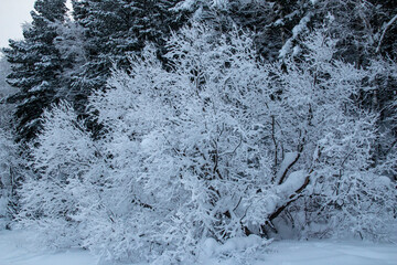 Snow-covered frosty nature in the Khanty-Mansi Autonomous Okrug Yugra in Russia. Snow-covered frosty road on the bank of a channel in Russia
