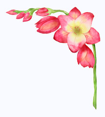 Watercolor illustration of a red freesia, bouquet, branch with buds. .