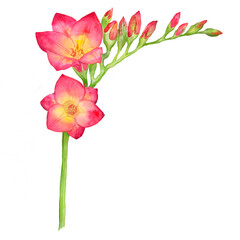 Watercolor illustration of a red freesia, bouquet, branch with buds.
