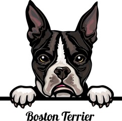 Boston Terrier - Color Peeking Dogs - dog breed. Color image of a dogs head isolated on a white background