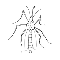 Vector black outline mosquito in doodle sketch style. Top view. Black and white drawing insect. Clipart, design element on theme of nature, spring, summer, isolated