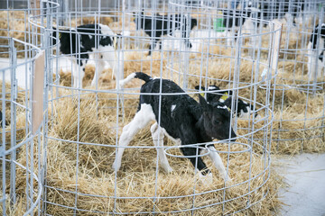 A juvenile of a number of artiodactyl species. Calves are young cattle of both sexes under the age...