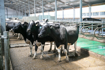 A juvenile of a number of artiodactyl species. Calves are young cattle of both sexes under the age...