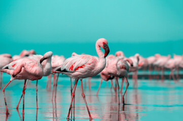 Wild african birds. Group birds of pink  flamingos  walking around the blue lagoon on a sunny day