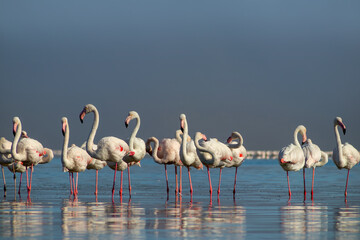 Fototapeta na wymiar Close up of beautiful African flamingos that are standing in still water with reflection