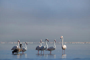 Close up of beautiful African flamingos that are standing in still water with reflection