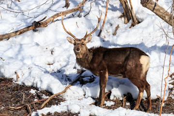 北海道千歳市、立派な角をまとったオスのエゾシカ【1月】