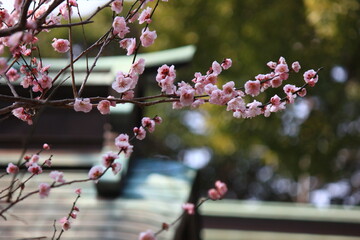 早春の鎌倉。梅の咲く荏原天神社。
