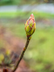 bud of a tree in the spring