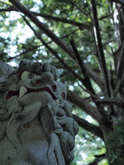 Fototapeta na wymiar 戸隠神社の狛犬