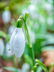 snowdrop flowers in spring