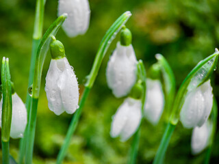 snowdrop flowers in spring