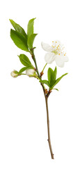 White spring cherry blossom isolated on white. Sping Blooming cherry branch. Sakura flowers twig. Spring concept